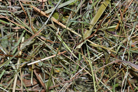 Сена, сушеные травы, закрыть, Текстура