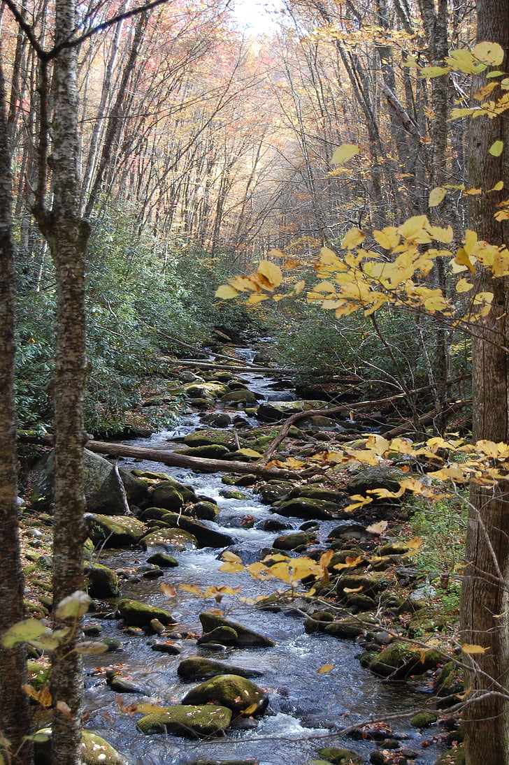 Creek, Woods, skogen, vatten, naturen, floden, naturliga