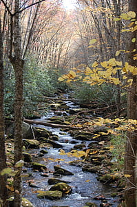 Creek, Woods, skov, vand, natur, floden, naturlige