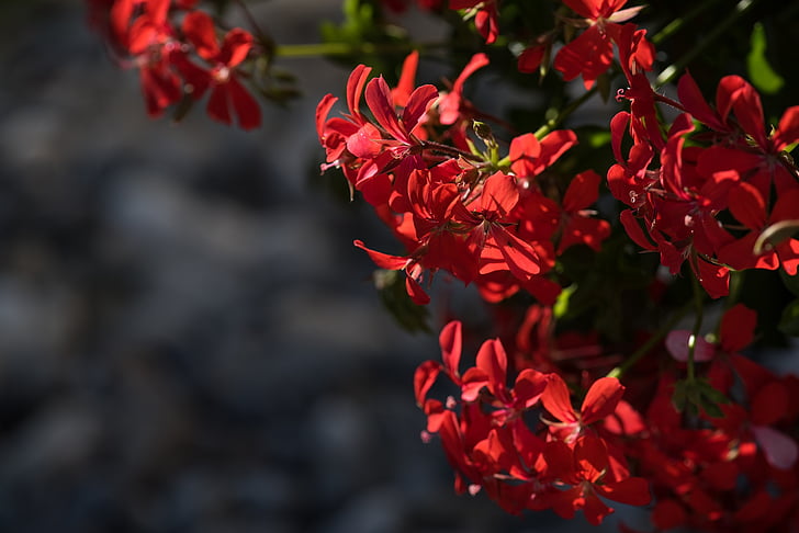 ģerāniju, pelargoniums, Pelargonium, geraniaceae, sarkana, sarkanu ziedu, sarkanās puķes