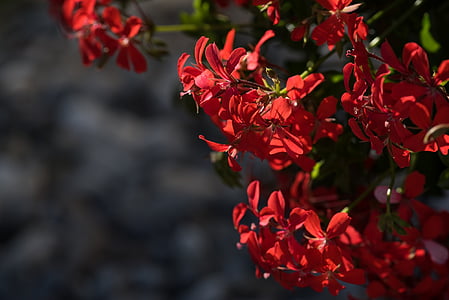 Geranium, pelargoniums, Pelargonium, Ooievaarsbekfamilie, rood, rode bloem, rode bloemen
