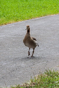 nilgans, goose, bird, wild goose, pedestrian, go, walk