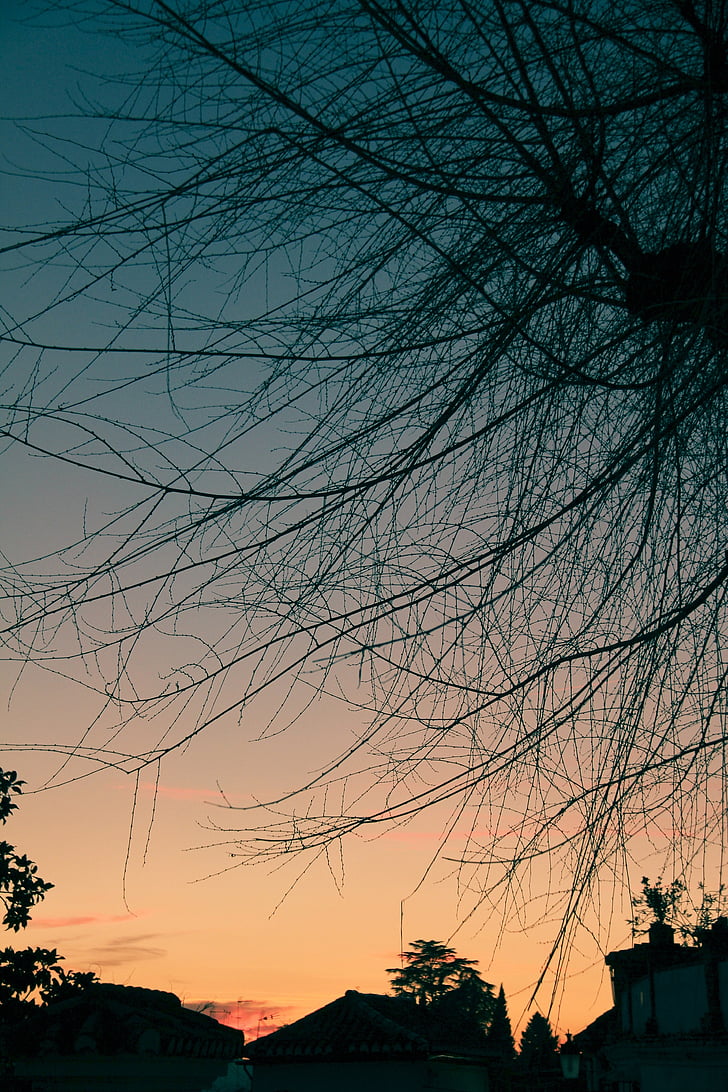 puesta de sol, paisaje, árbol