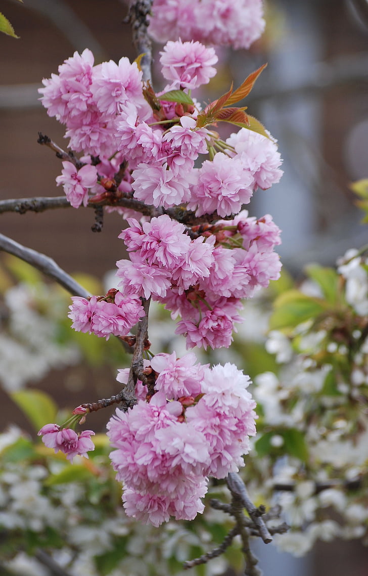 cherry blossom, pink, spring, tree, branch, blooming, garden