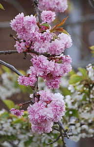 třešňový květ, růžová, jaro, strom, větev, kvetoucí, zahrada
