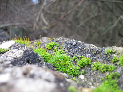 Moss, vegg, stein, natur, grønn, gamle, grå