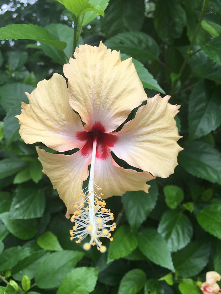 geel, Lovely, Hibiscus