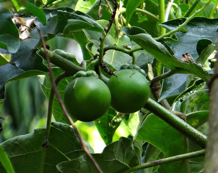 potet treet, kjempen stjerne potet treet, frukt, Solanum macranthum, Solanaceae, kodagu, India