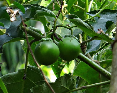 картофи дърво, Гигантската звезда картофи дърво, плодове, Solanum macranthum, Solanaceae, kodagu, Индия