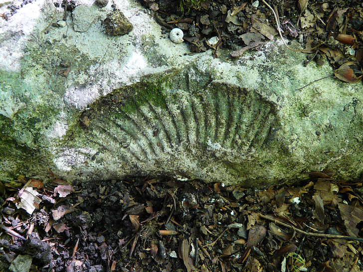 Versteinerung, Ammonit, Schale, Kalkstein, Fossil, Petrefakt, mineralisiert
