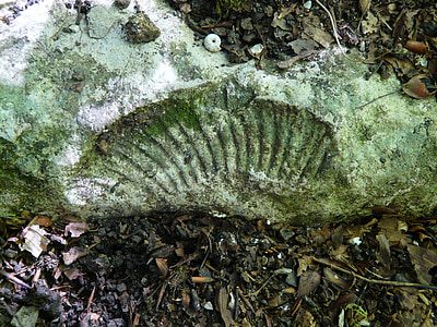 membatu tua, Ammonit, Shell, batu kapur, fosil, petrefakt, mineralized