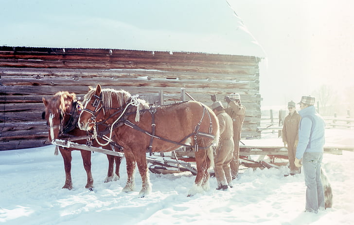 two, brown, horses, people, snow, men, field