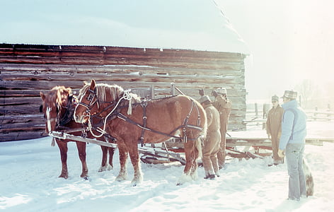 two, brown, horses, people, snow, men, field
