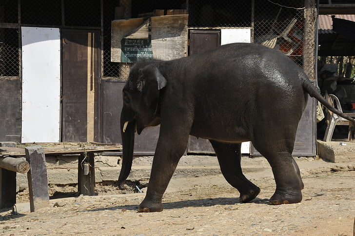 泰国, 大象, 自然, 动物, 动物, 储备金, 野生动物园