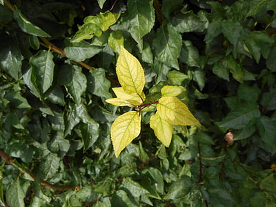 Leaf, zaļa, Bušs, estētiskā, atstāj, zaļu lapu, augu