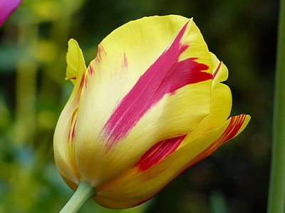 Tulipa, flor, primavera, planta, flors, flora, natura