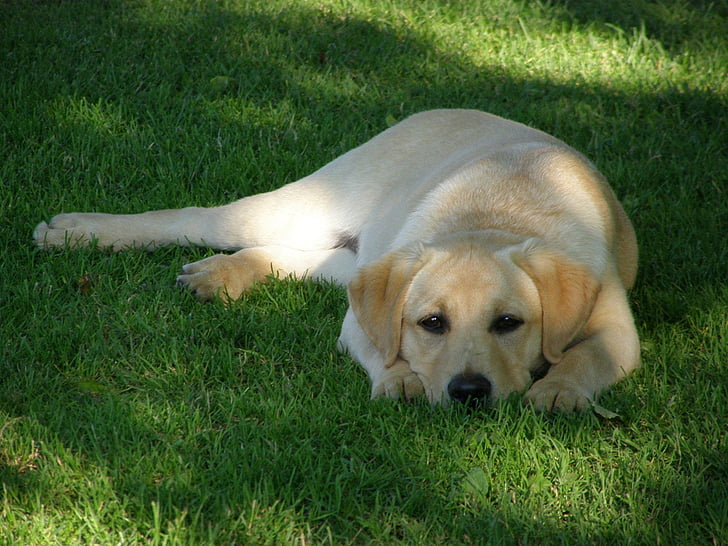 Labrador retriever, Hund, Tier, Natur, lauern