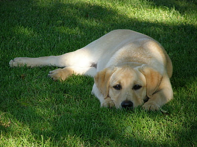 Labrador retriever, hond, dier, natuur, loer