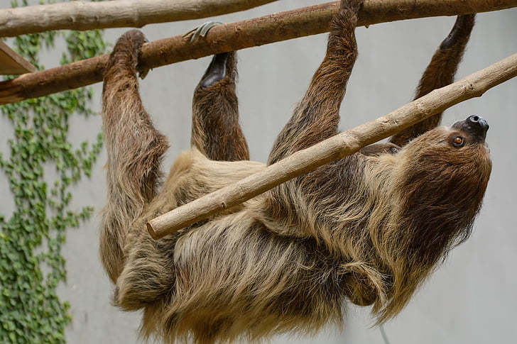 sloth, zoo, depend, sleep, tree, animal, wildlife