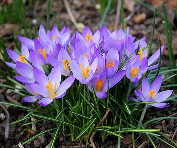 crocuses, easter, spring, flowers, crocus, flower bulbs, spring flowers