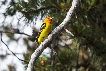 Western tanager, Songbird, Retrato, rama, bosque, flora y fauna, naturaleza