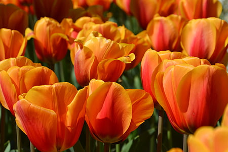 tulipas, flores, Primavera, natureza, pétalas, flor de primavera, tulipa laranja