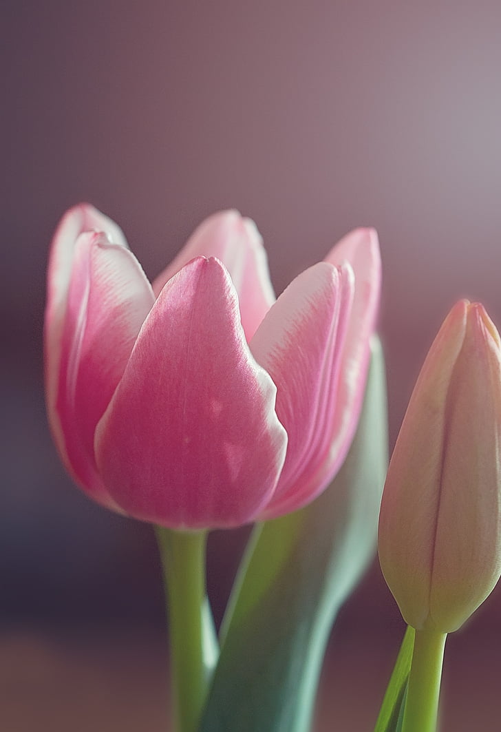 Tulipa, flor, flor, flor, Rosa i blanc, planta, primavera