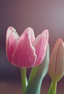 Tulip, kvet, kvet, kvet, ružové a biele, rastlín, jar