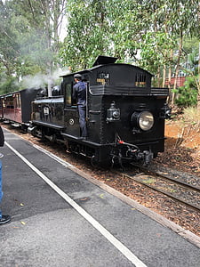 locomotora de vapor, tren, ferrocarril, Australia, antiguo, bosque, transporte