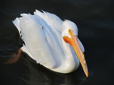 pelican, bird, wildlife, nature, water, swimming, portrait