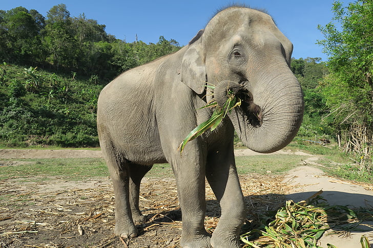éléphant, Thaïlande, éléphant manger, animaux, animaux sauvages, éléphant apprivoisé, gros éléphant