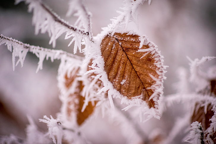 vinter, Frost, kolde, vinterlige, Ice, sne, træ