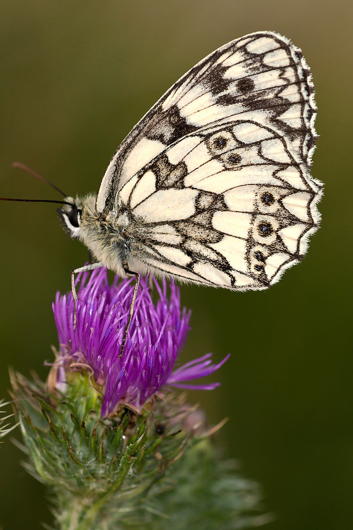 checkered butterfly, butterfly, blossom, bloom, thistle, macro