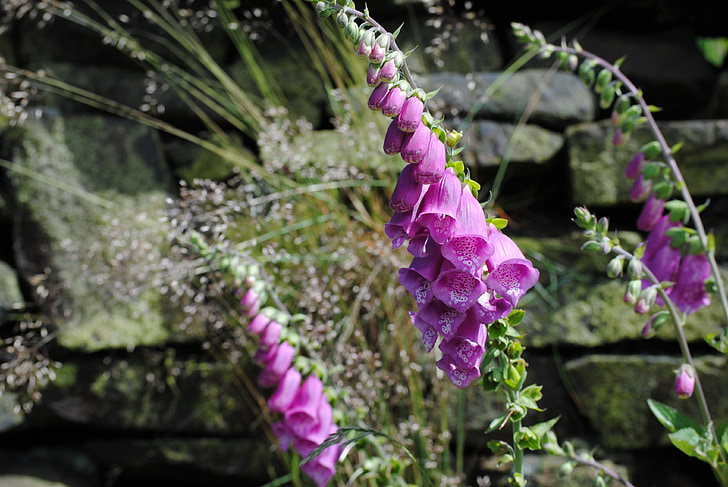 Foxglove, fiore, pianta, natura, estate, viola, Blossom