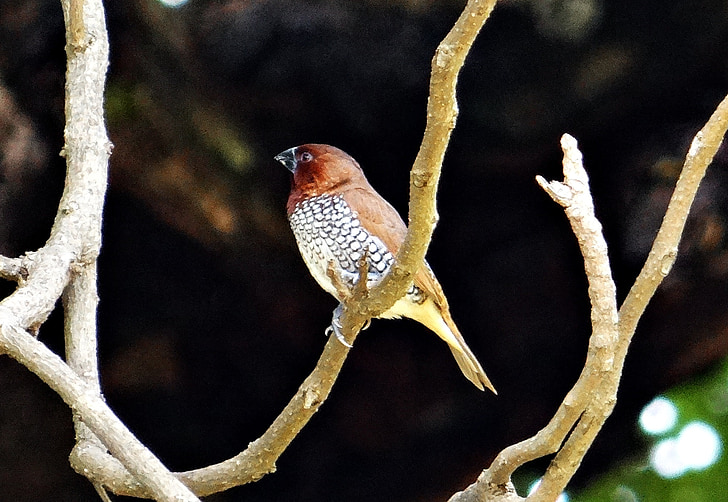Gefleckte munia, schuppig-breasted munia, Lonchura punctulata, Vogel, Fauna, Indien, Natur
