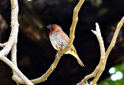 dėmėtojo munia, žvynuotas krūtinėmis munia, Lonchura punctulata, paukštis, gyvūnija, Indija, Gamta
