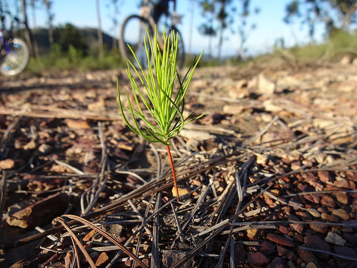 sapling, pine, young, green, plant, small, lonely