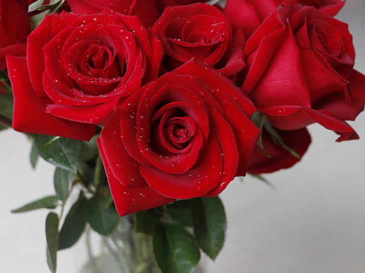 naik, mawar merah, Valentine, bunga, Cinta, naik - bunga, merah