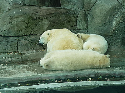 osos polares, nieve, sueño, sueño de invierno, invierno, Parque zoológico, salvaje