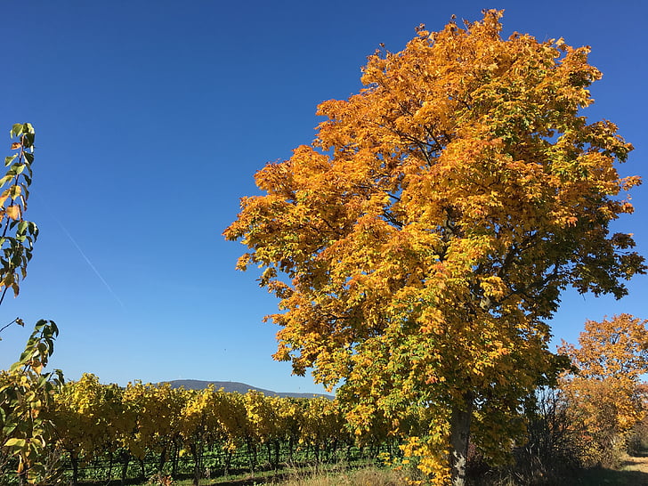vignobles, automne, arbre à feuilles caduques, brillant, octobre doré
