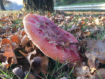 秋天, 蘑菇, 自然, 真菌, 森林, 叶, 赛季