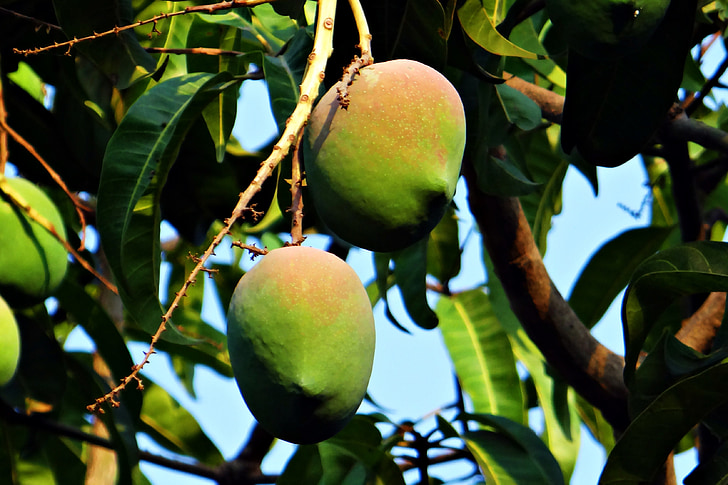 Mango, Mangifera indica, tietoja kypsä, trooppiset hedelmät, mangopuun, hedelmät, dharwad