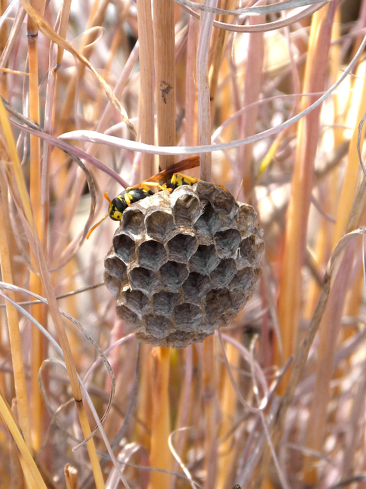 wasps' nest, wasp, hexagon, natural architecture, nest
