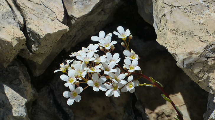 šaukštas lapų Kregždūnė, gėlė, žiedų, žydėti, balta, augalų, Saxifraga cochlearis