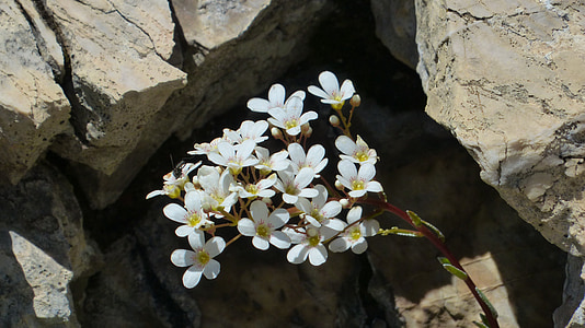 saxifrage ใบช้อน, ดอกไม้, ดอก, บาน, สีขาว, โรงงาน, saxifraga cochlearis