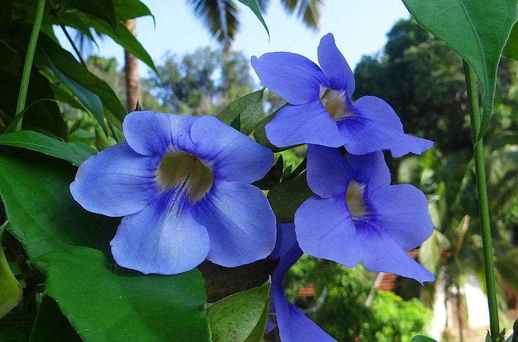 Thunbergia grandiflora, vid de reloj de Bengala, vid de la trompeta de Bengala, flor azul cielo, vine del cielo azul, vid trompeta azul, Neel lata