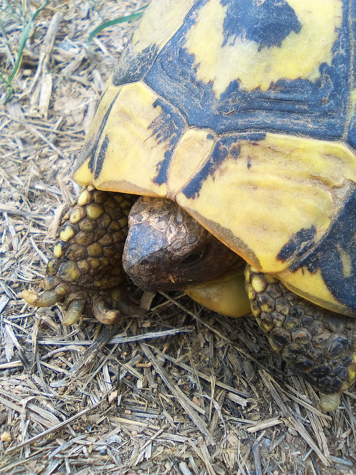 черепаха, Средиземноморская черепаха, Montsant, Priorat