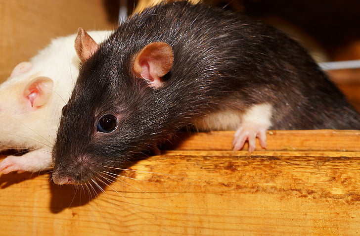 Rat, nieuwsgierig, schattig, bont, knaagdieren, sluiten, aandacht