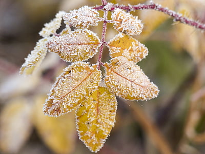 frosty, foliage, leaves, branch, autumn, fall, nature