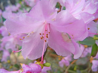 flor del cirerer, cirerers japonès, Rosa, color, colors, flor, olor